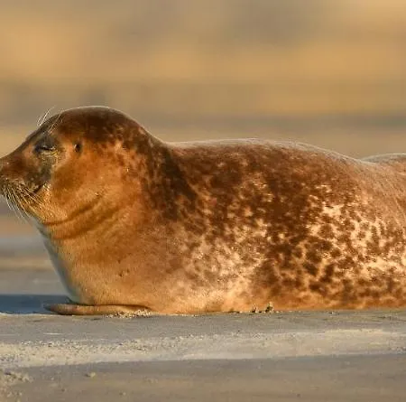 דירה Le Clos Saint Joseph Groffliers